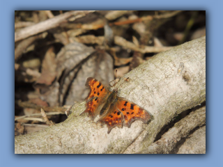 Comma Butterfly. Hetton Bogs. 14th April 2024 2.jpg